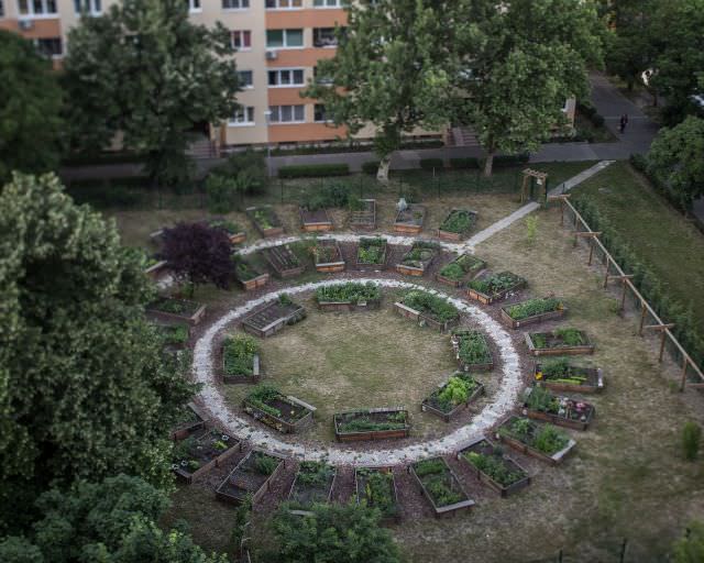 Márton Kállai: Community Gardens, Budapest 2015